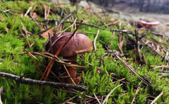 Zdjęcie grzybów z pobliskiego lasu
