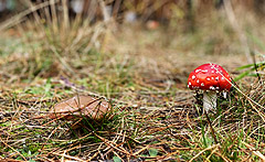 Zdjęcie naturalnych sąsiadów leśnych - maślak i muchomor