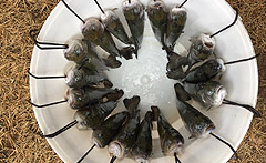 Zdjęcie po udanych połowach - ryby na grilla